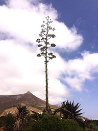 Plant growing on land against sky