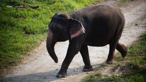 Close-up of elephant on field