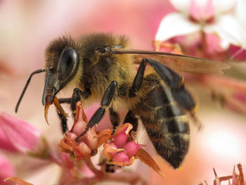 Close-up of bee pollinating on pink flower