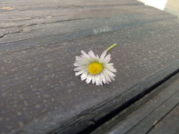High angle view of white flower on wood