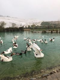 Swans swimming in lake