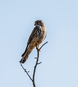 Low angle view of eagle perching on branch against sky