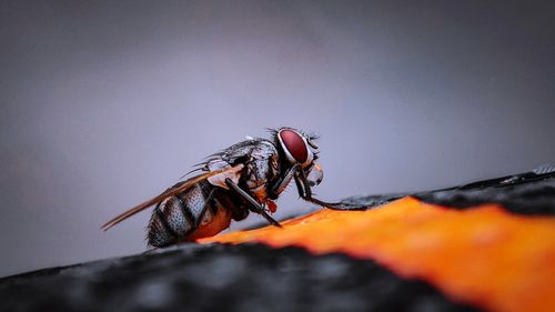 Close-up of fly on rock