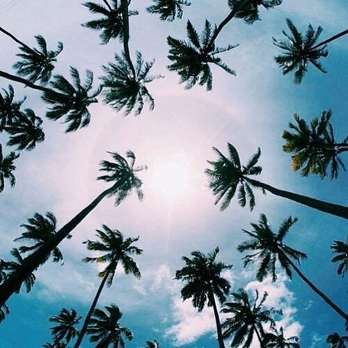 low angle view, palm tree, tree, sky, growth, silhouette, nature, beauty in nature, tranquility, cloud - sky, branch, scenics, blue, outdoors, cloud, no people, high section, leaf, day, tranquil scene