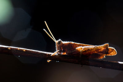 Close-up of insect on twig