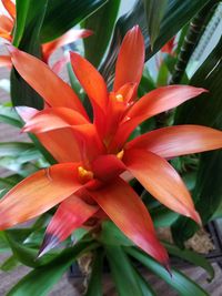 Close-up of orange day lily blooming outdoors