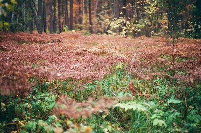 View of trees in forest