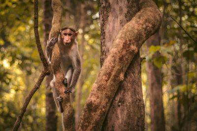 Monkey sitting on tree trunk