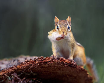 Portrait of squirrel