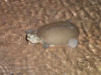 High angle view of turtle swimming in water