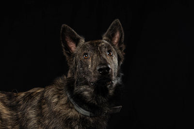 Portrait of dog over black background