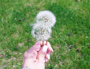 Close-up of hand holding dandelion flower on field