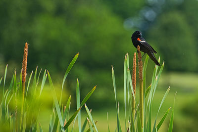 Close-up of a bird perching on grass