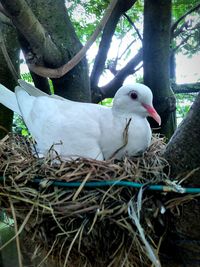 Close-up of birds in nest