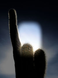 Close-up of silhouette against sky at sunset