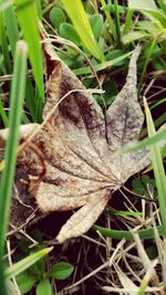 Cat lying on grass