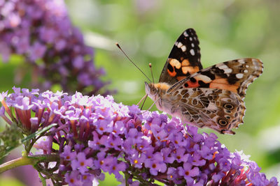 Close-up of butterfly pollinating on purple flower