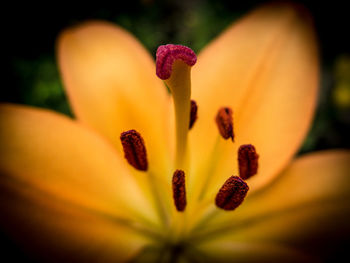 Close-up of yellow flower