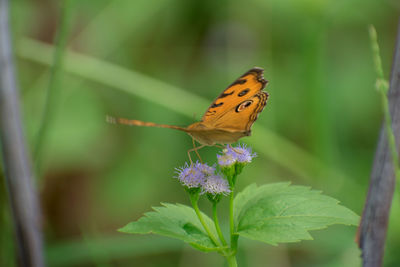 Close-up of butterfly pollinating on purple flower