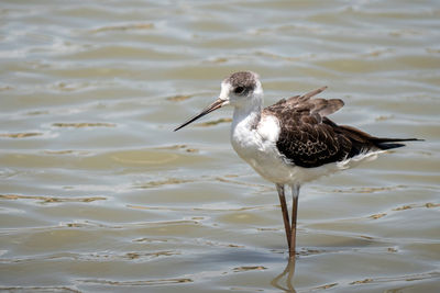 Bird on a lake