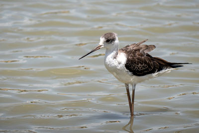 Black-winged stilt birds on water in thailand - nature bird of thailand