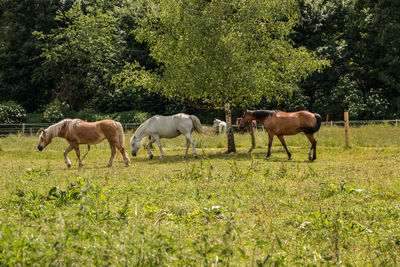 Horses in a field