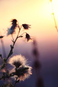 Close-up of dandelion against sky during sunset