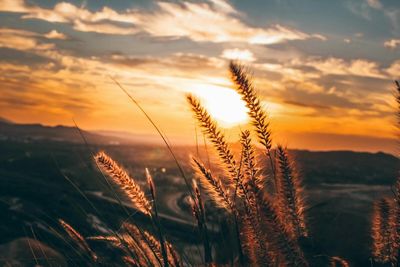 Close-up of plants on field against sky at sunset