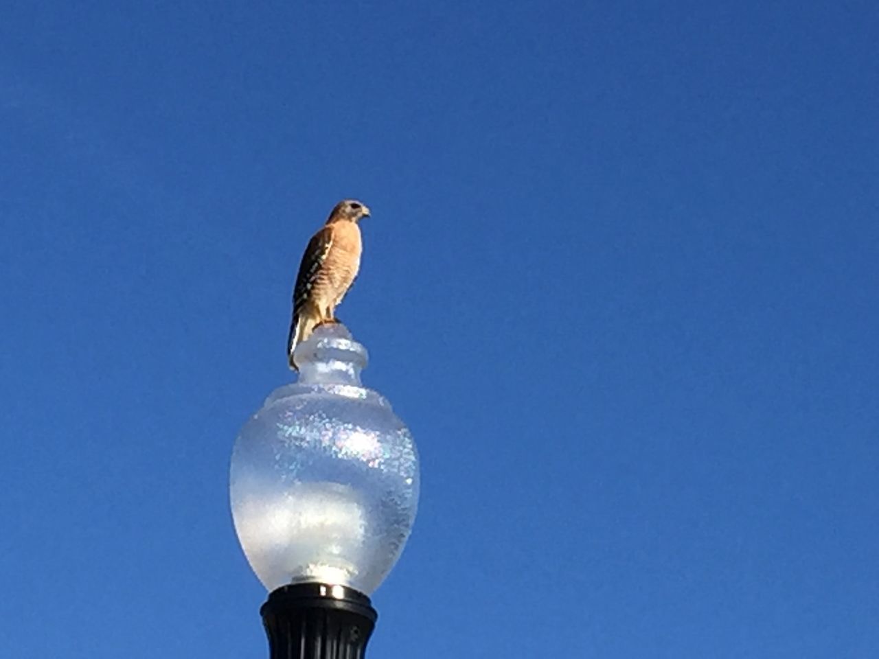 bird, animal themes, clear sky, low angle view, copy space, animals in the wild, blue, one animal, wildlife, perching, seagull, day, outdoors, no people, built structure, street light, sky, lighting equipment, nature, full length