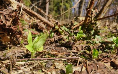 Close-up of plant growing on field