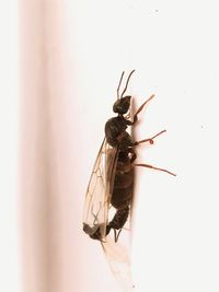 Close-up of insect on white surface