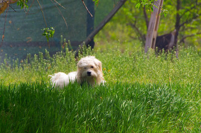 Dog running on grass