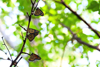 Close-up of butterflies on leaves migrating