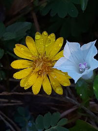 Close-up of water drops on yellow flower