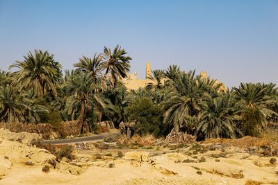 Palm trees on desert against clear sky