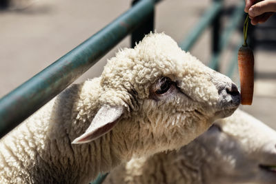 Sheep. lembang location in west java province, bandung regency, indonesia