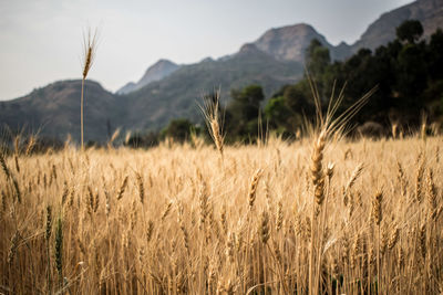 View of stalks growing in field against mountain at farm