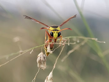Close-up of insect on plant