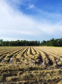 Scenic view of agricultural field against sky