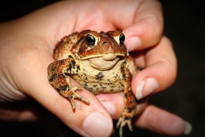 Close-up of hand holding lizard