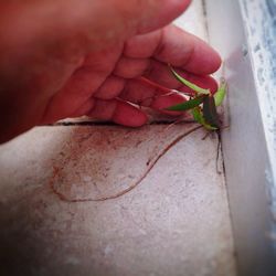 Close-up of man holding leaf