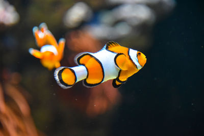 Close-up of fish swimming in aquarium