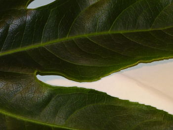 Close-up of green leaves
