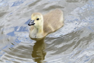 Close-up of duck swimming in lake