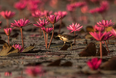 Bird amidst pink lilies on lake