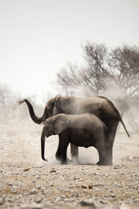 Elephants in field