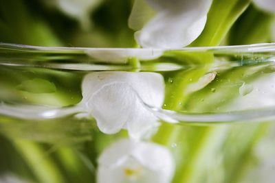 Close-up of white flower