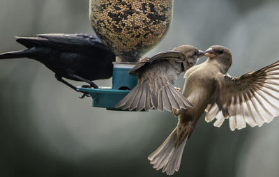 Conflict at the bird feeder