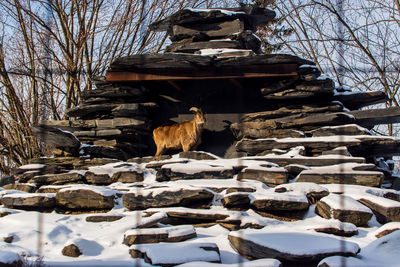 View of an animal on rock