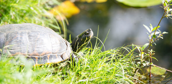Yellow bellied eared turtle sitting on the riverbank of a pond, trachemys scripta, reptile animal